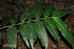 Memecylon subramanii